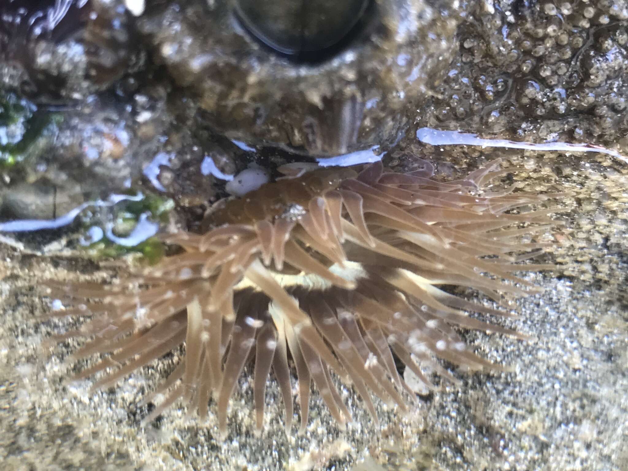 Image of Anthopleura inornata