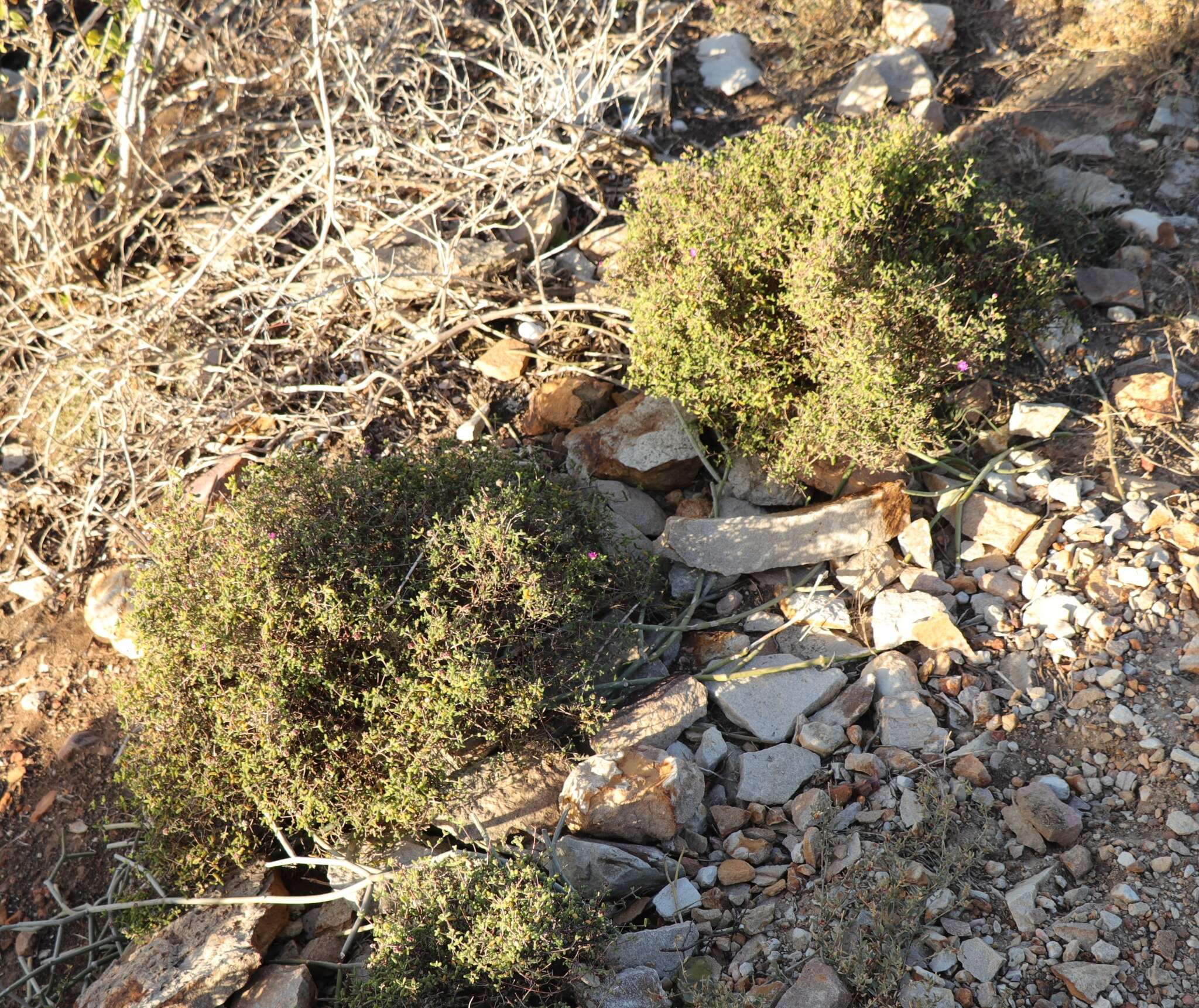 Image of Drosanthemum autumnale L. Bol.