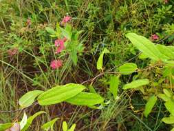 Imagem de Dioscorea bemandry Jum. & H. Perrier