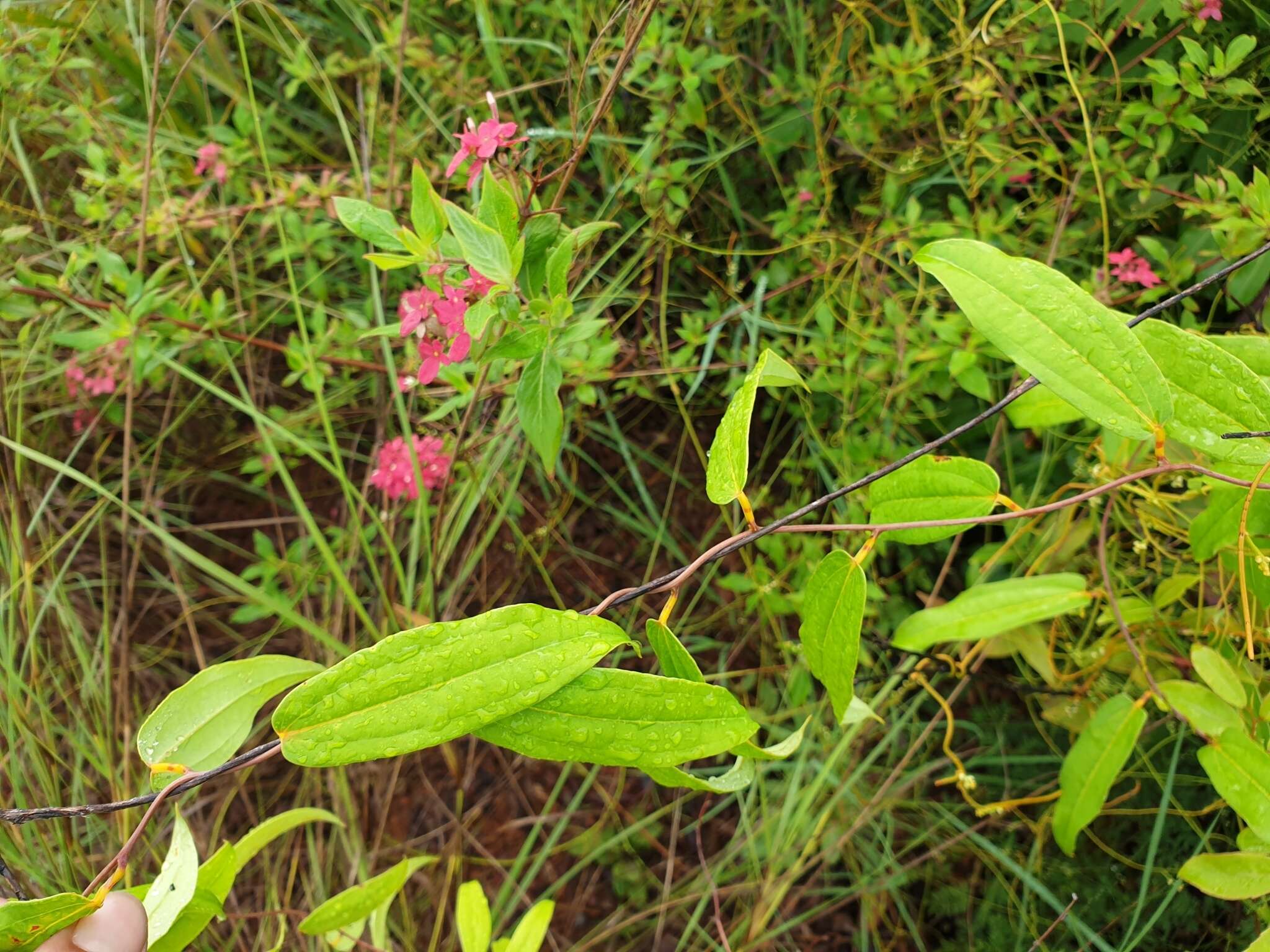 Image of Dioscorea bemandry Jum. & H. Perrier