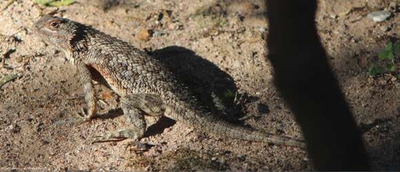 Image of Sceloporus spinosus Wiegmann 1828