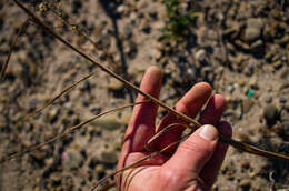 Image of Elymus virginicus var. virginicus