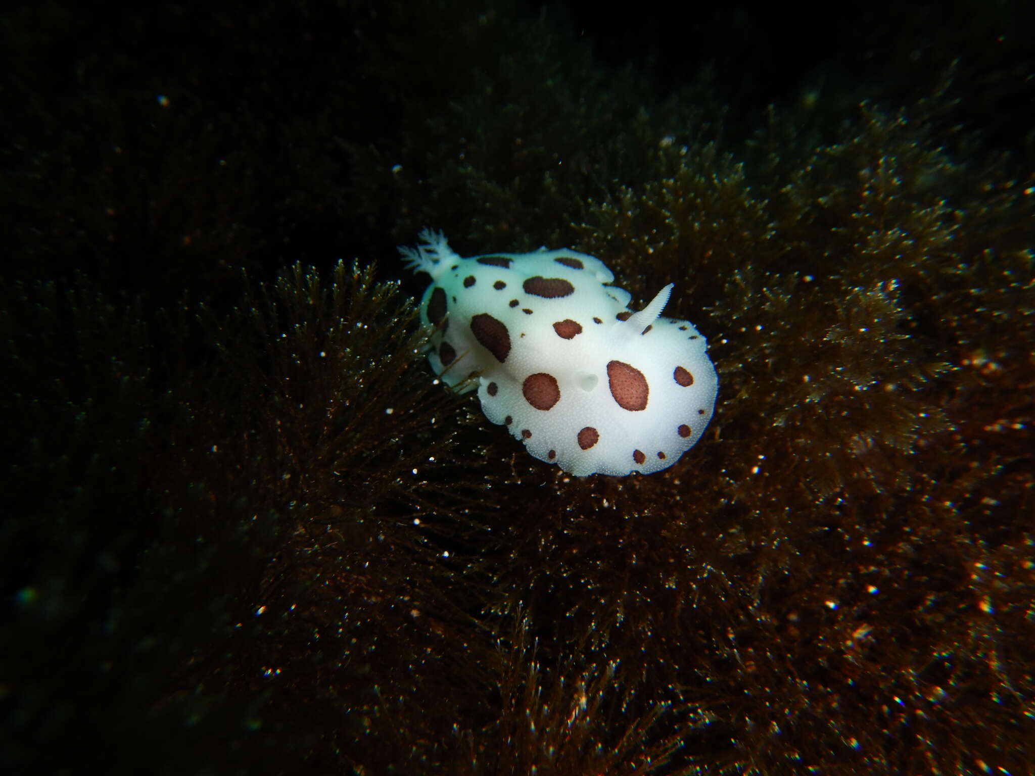 Image of Swiss cow nudibranch