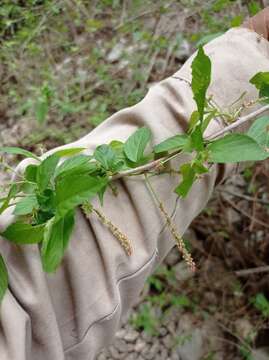 Imagem de Acalypha leptopoda Müll. Arg.