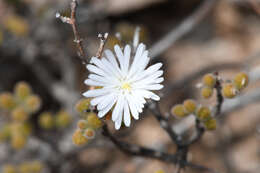 Imagem de Drosanthemum albiflorum (L. Bol.) Schwant.