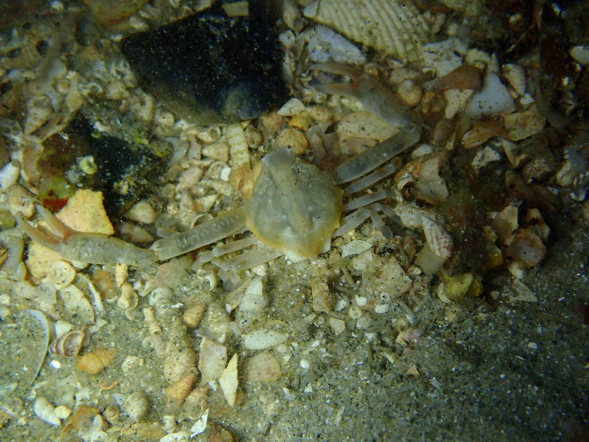 Image of smooth nut crab