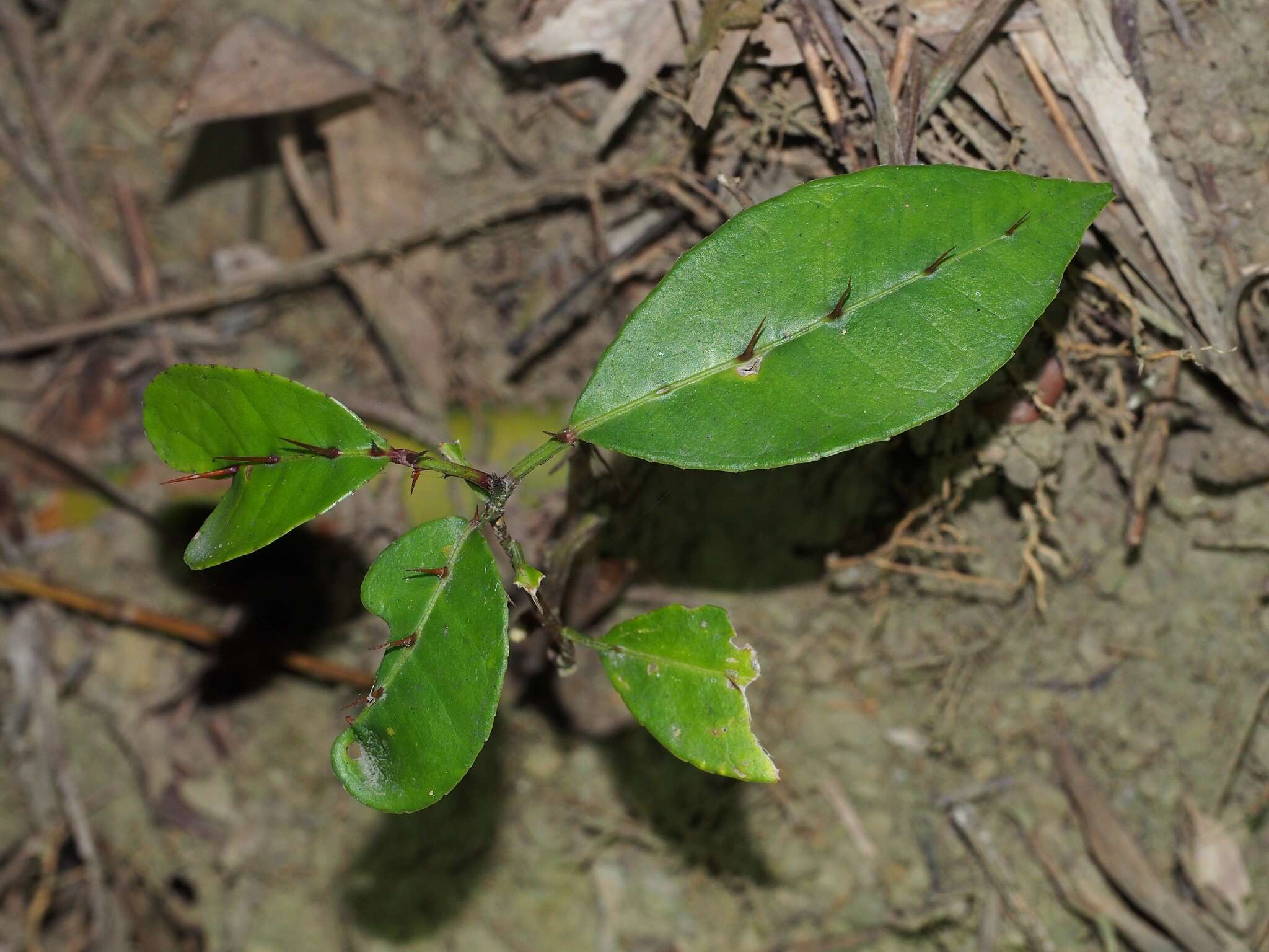 Image of Zanthoxylum nitidum (Roxb.) DC.