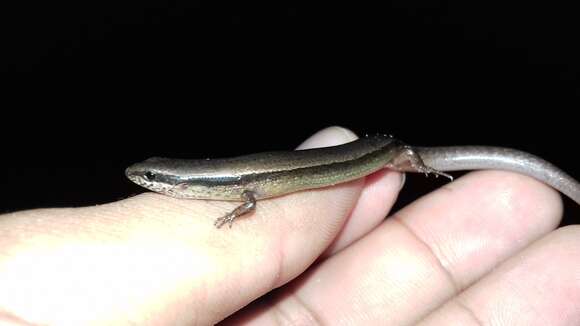 Image of Forest Ground Skink