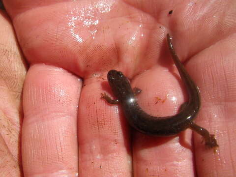 Image of Dusky Salamander