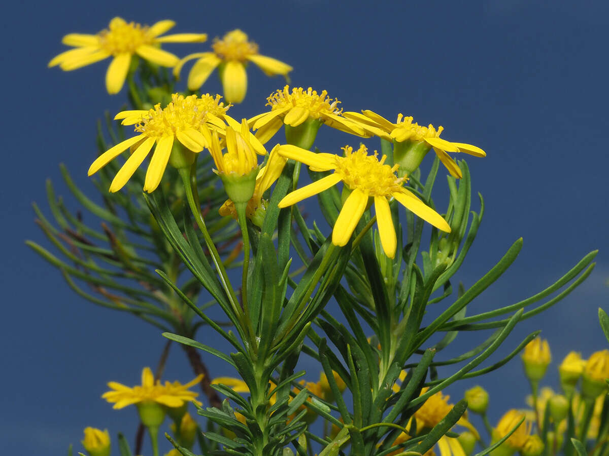 Euryops linearis Harv. resmi