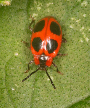 Image of False Ladybird