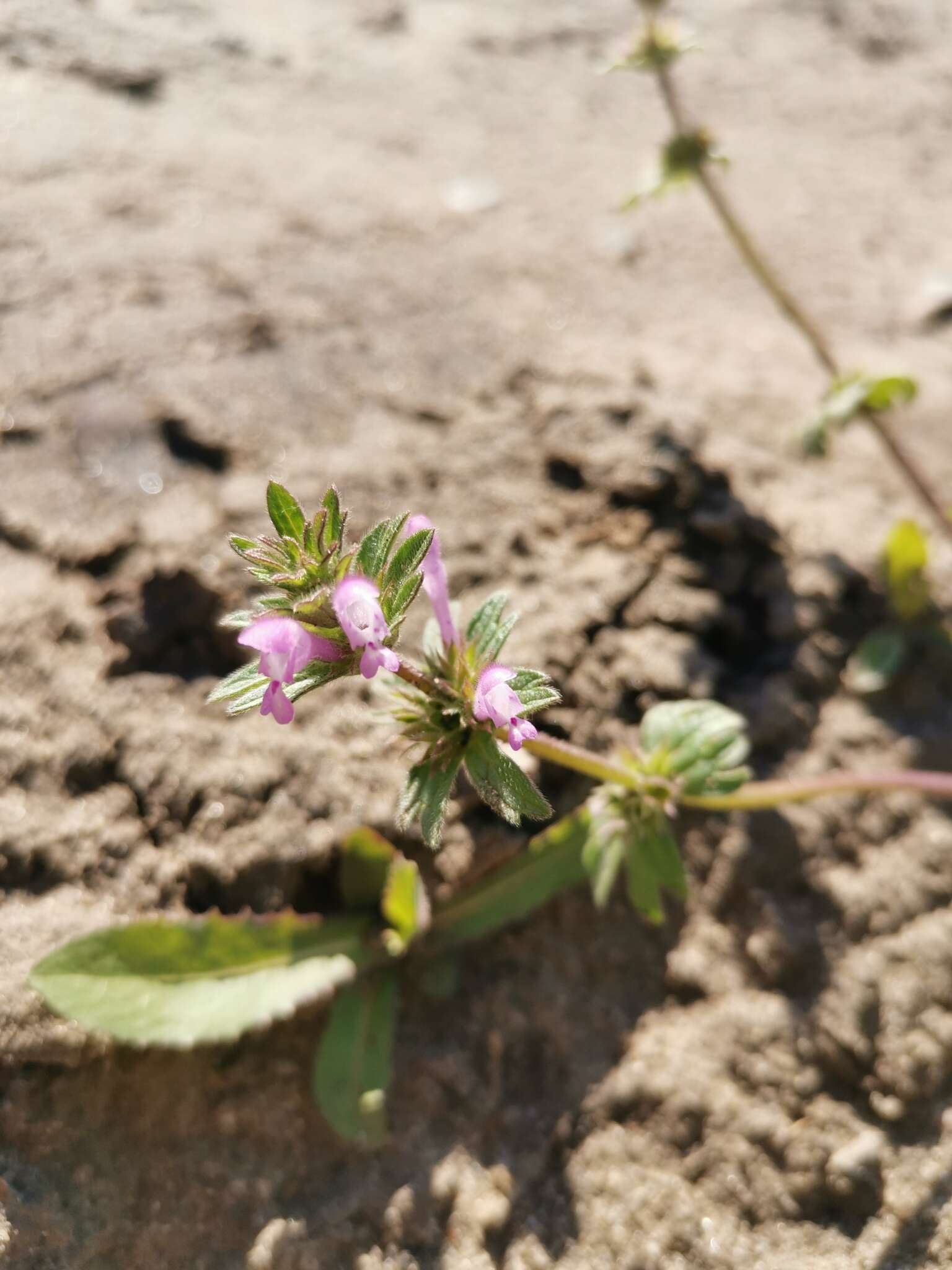 Image of Lamium amplexicaule var. orientale (Pacz.) Mennema