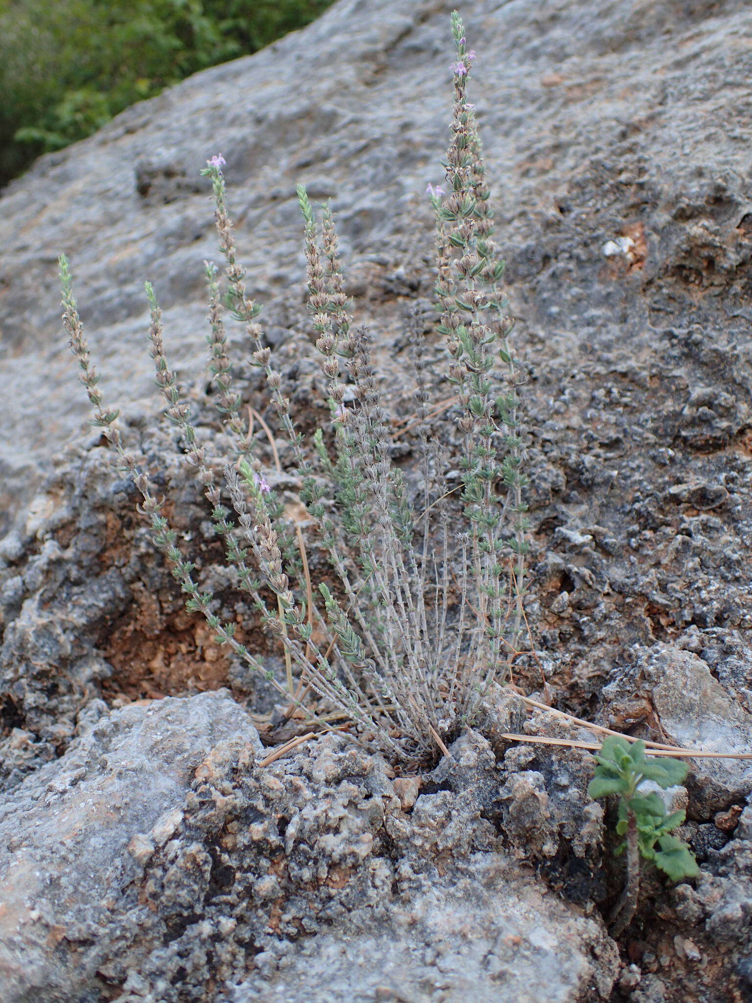 Слика од Micromeria graeca (L.) Benth. ex Rchb.