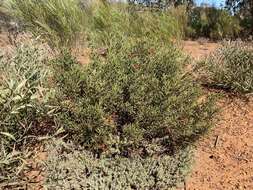 صورة Eremophila decipiens subsp. decipiens