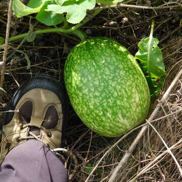 Image of figleaf gourd
