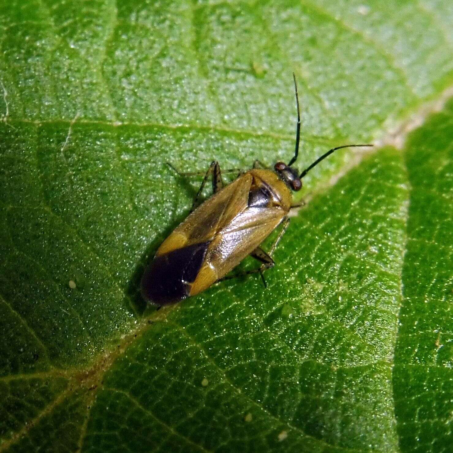 Image of Plagiognathus arbustorum (Fabricius 1794)