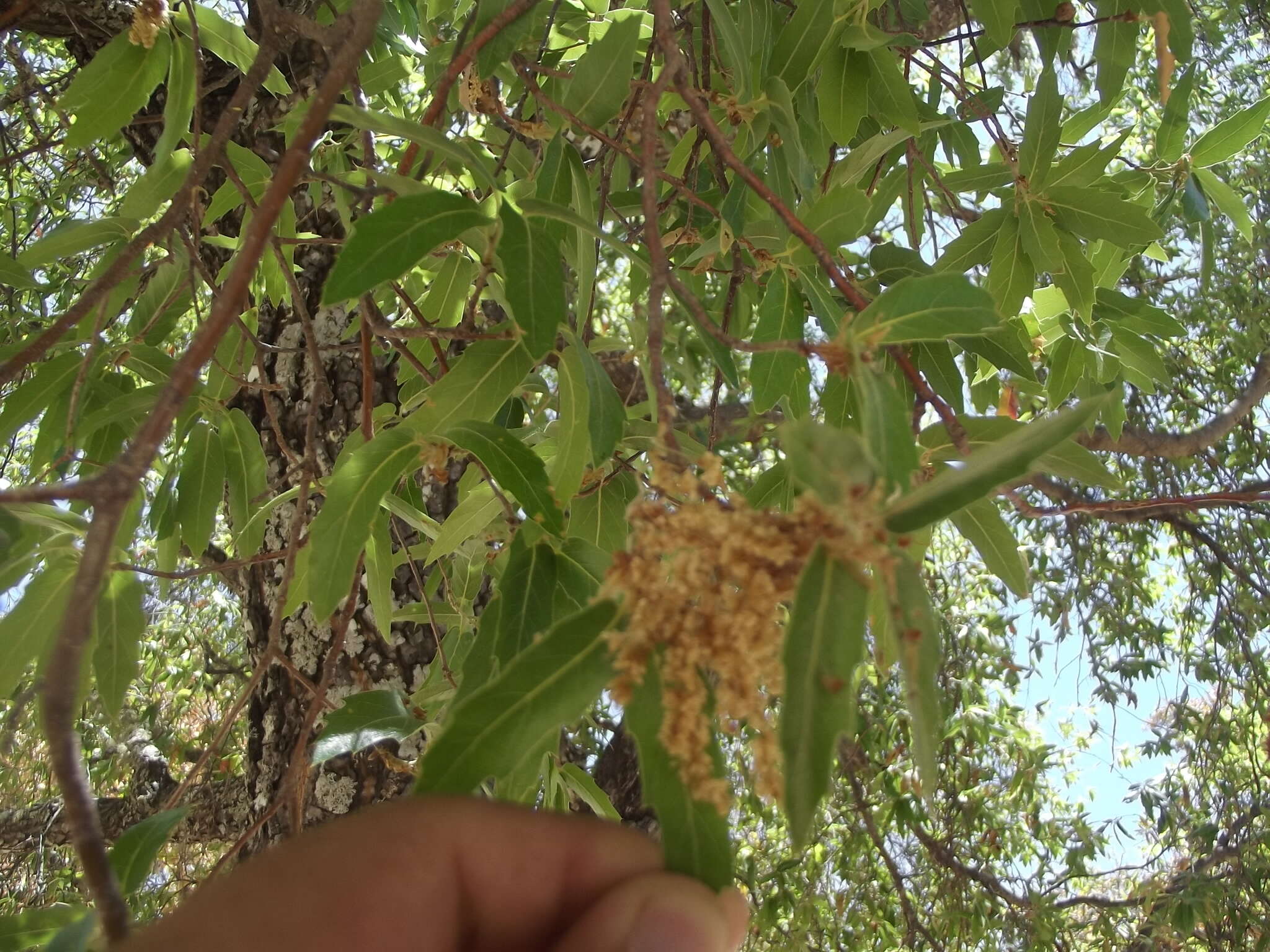 Image of Quercus devia Goldman