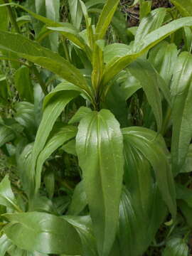 Image of California sunflower