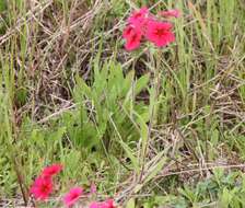 Image of annual phlox