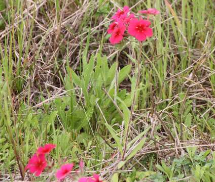 Image of annual phlox