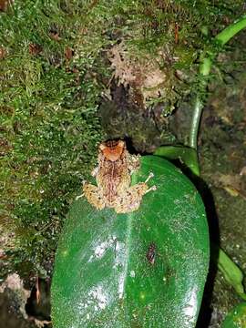 Image of Chiriqui Robber Frog