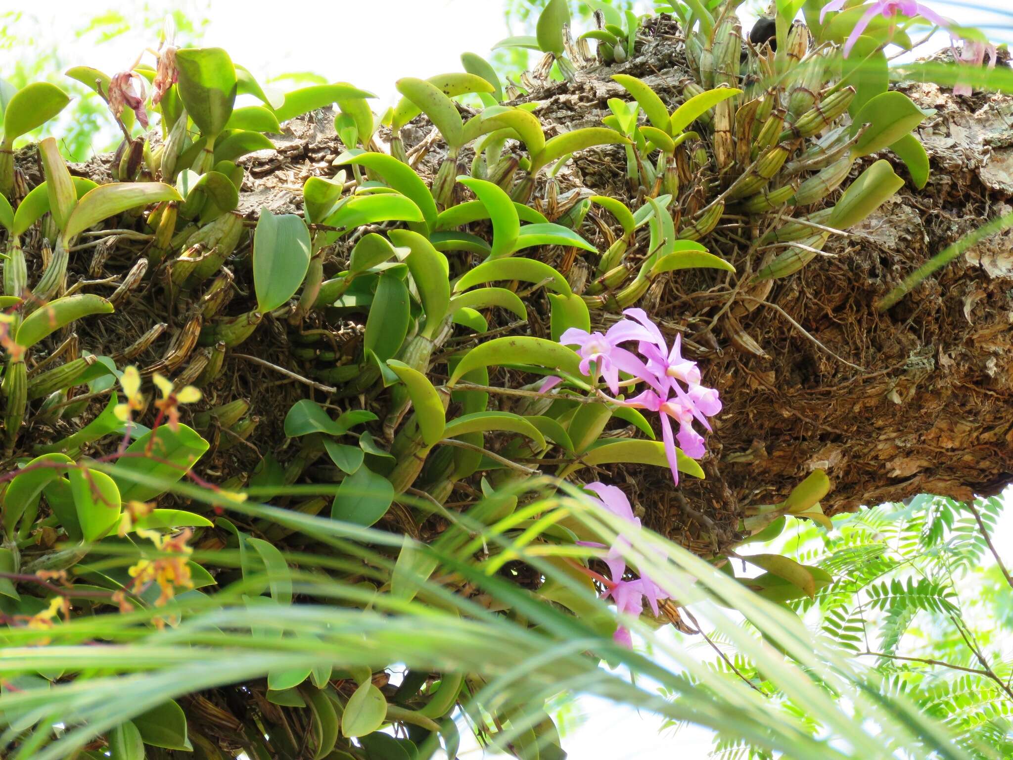 Image of Cattleya nobilior Rchb. fil.