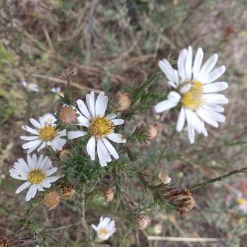 Image of Symphyotrichum moranense (Kunth) G. L. Nesom