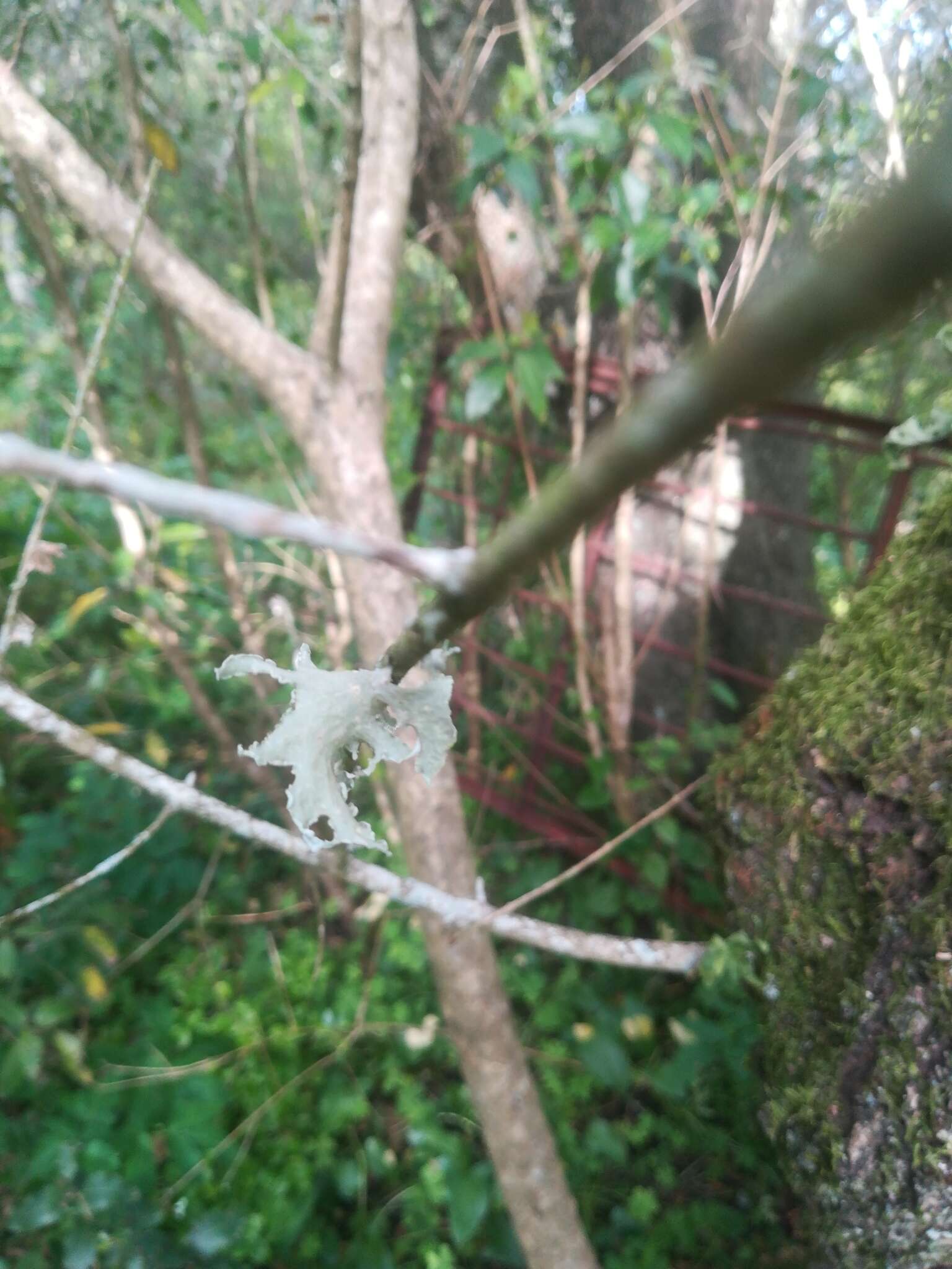 Image of cartilage lichen