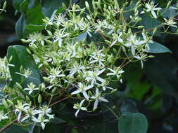 Imagem de Clematis uncinata Champ. ex Benth.