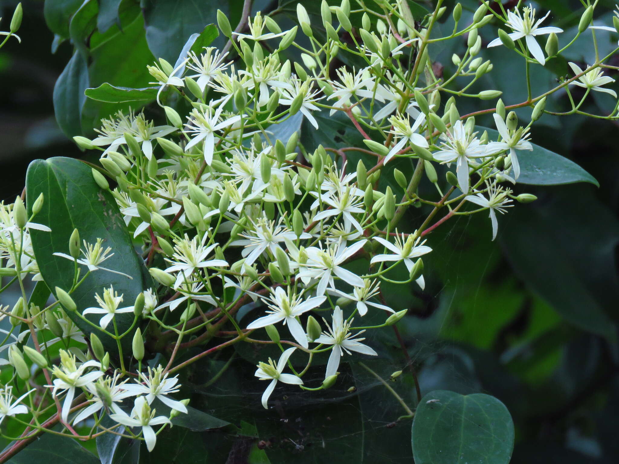 Imagem de Clematis uncinata Champ. ex Benth.