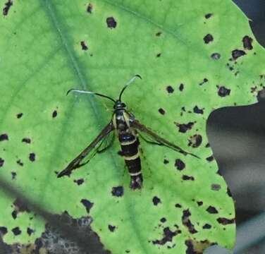 Image de Carmenta bassiformis Walker 1856