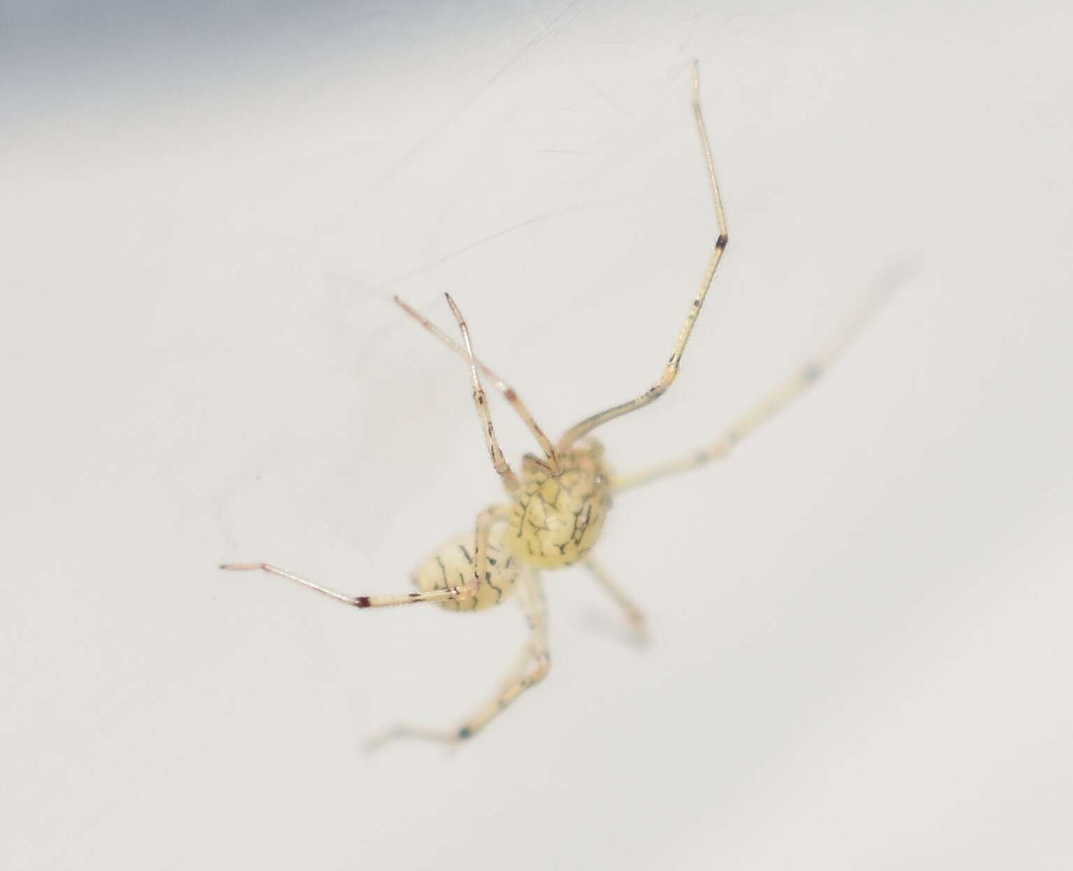 Image of Scytodes mayahuel Rheims, Brescovit & Durán-Barrón 2007