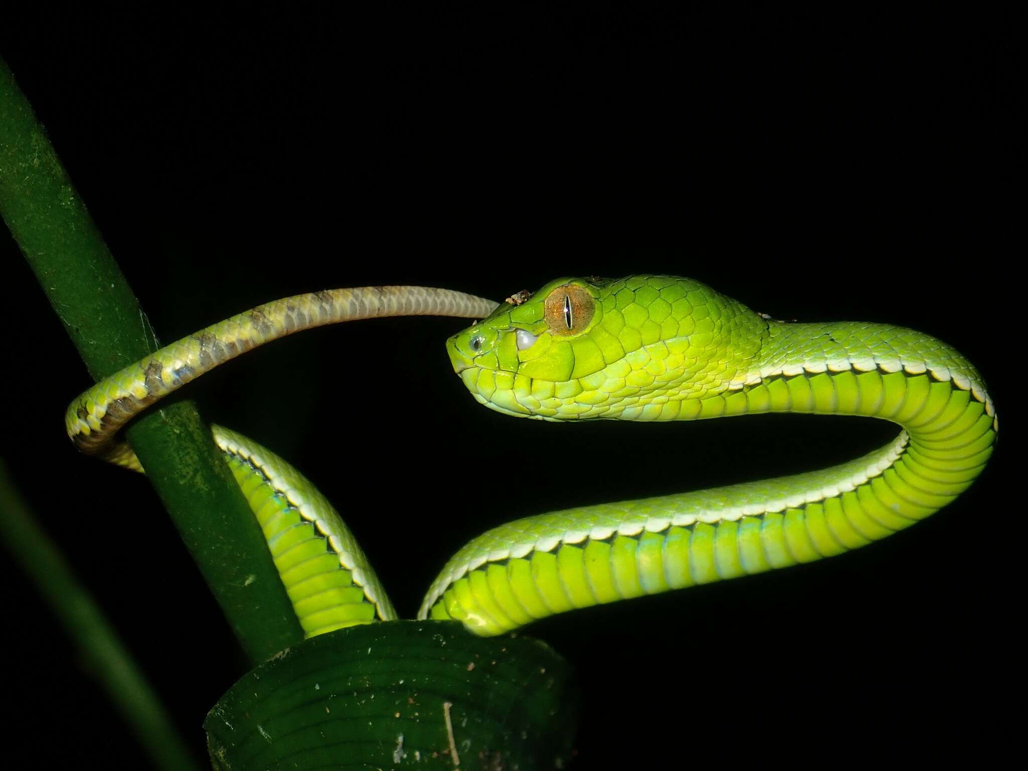 Image of Malcolm’s pitviper