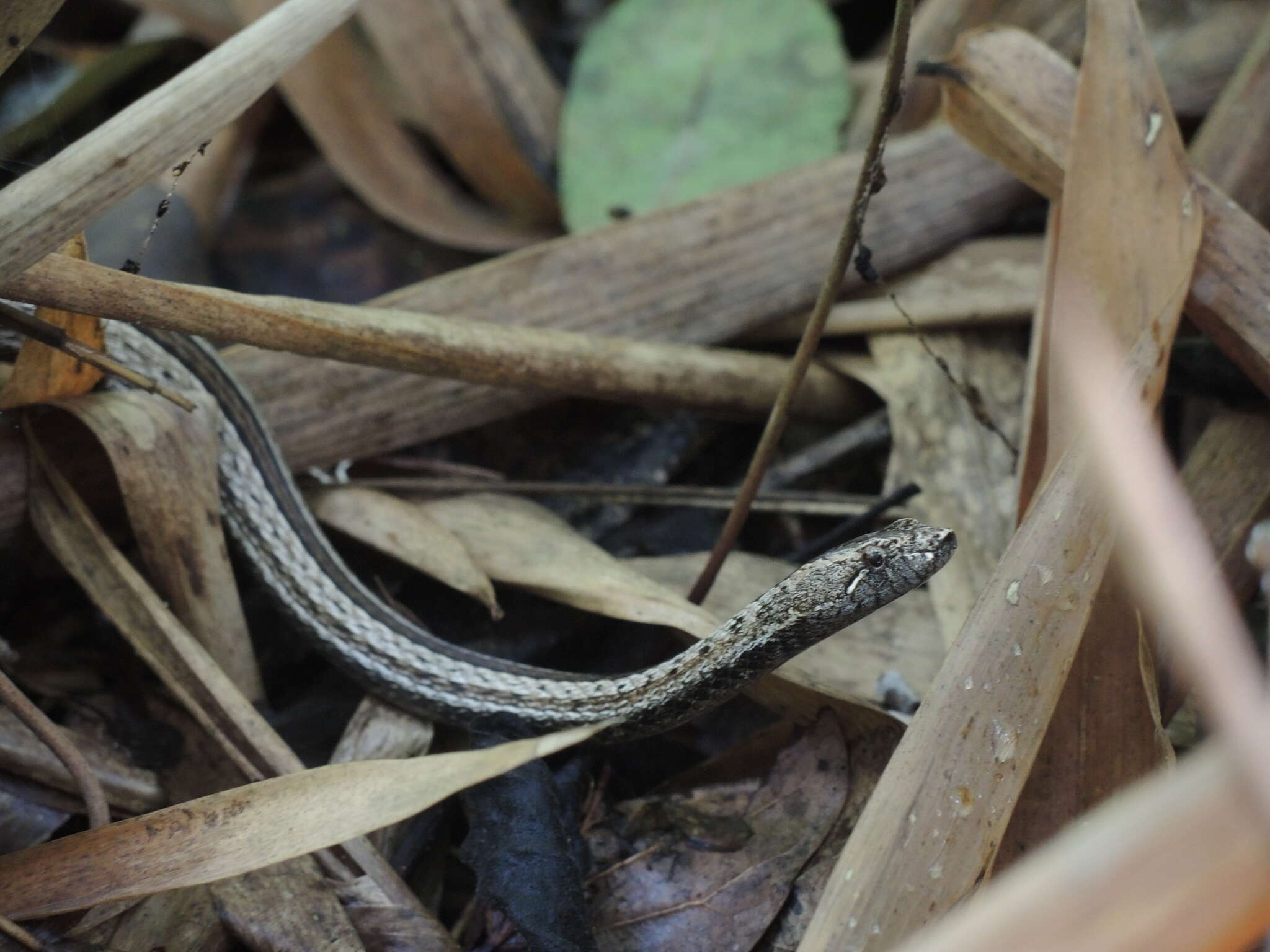 Image of Manolepis Cope 1885