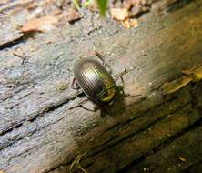 Image of Darkling beetle