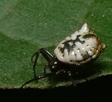 Image of Micrathena patruelis (C. L. Koch 1839)