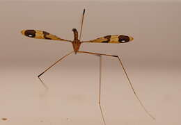 Image of Dapanoptera richmondiana Skuse 1896