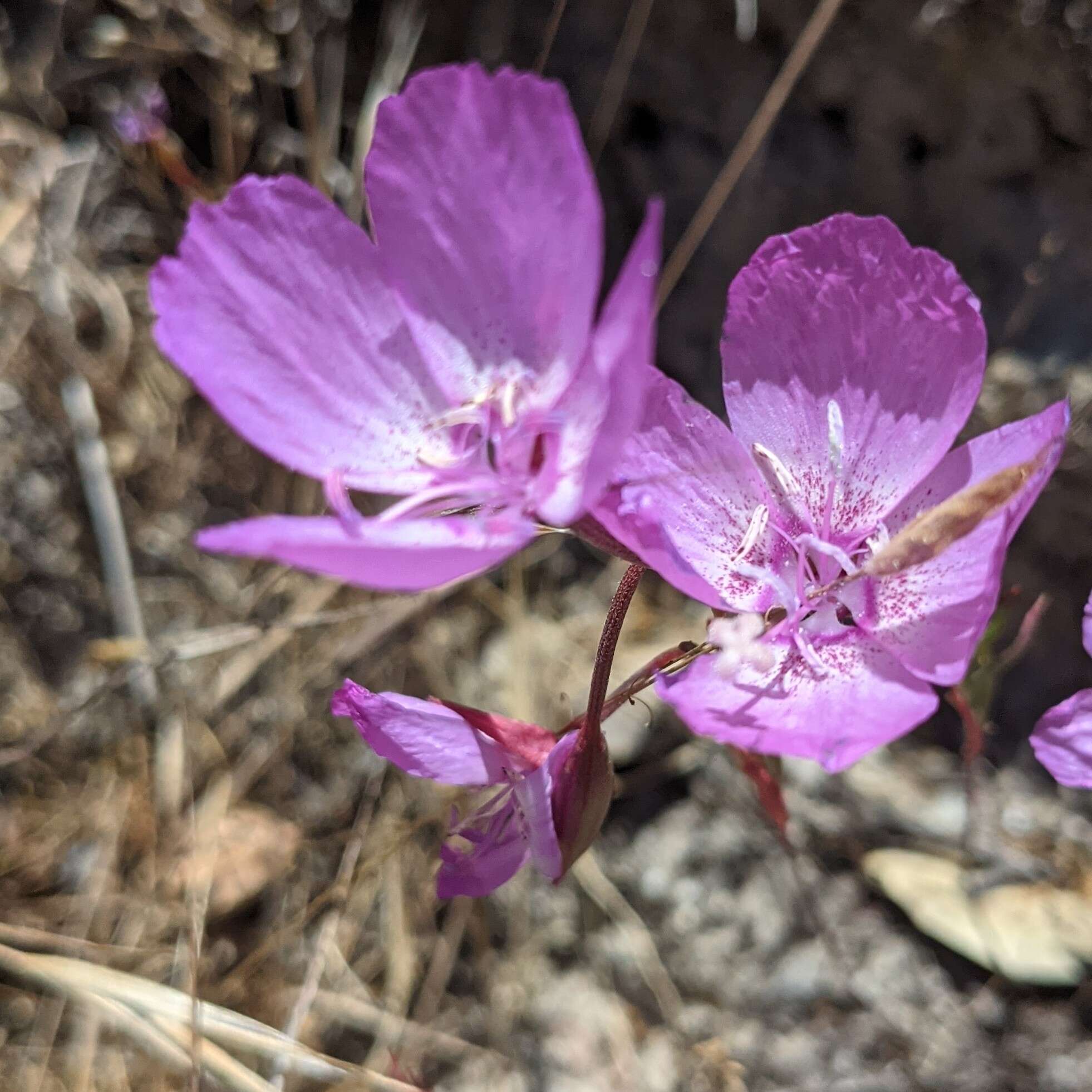 Plancia ëd Clarkia lewisii P. H. Raven & D. R. Parnell