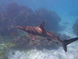 Image of Galapagos Shark