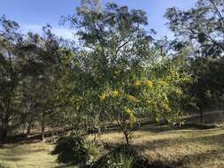 Imagem de Acacia retinodes Schltdl.