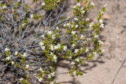 Image of Kippistia suaedifolia F. Müll.