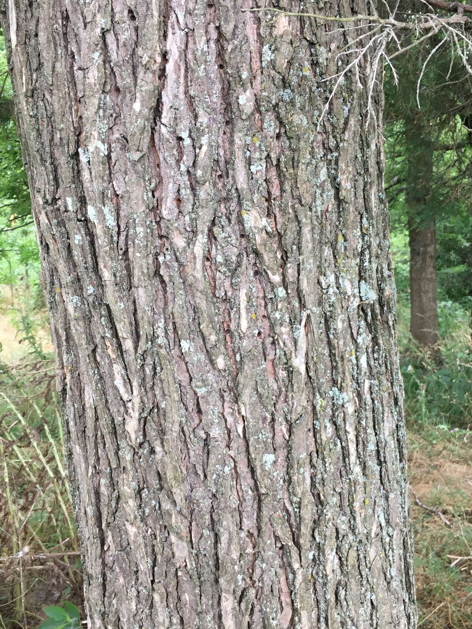 Image of September elm