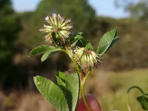 Image of nodding clover