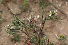Imagem de Leptaleum filifolium (Willd.) DC.