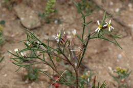 Image de Leptaleum filifolium (Willd.) DC.