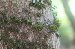 Image of <i>Orthotrichum papillosum</i>