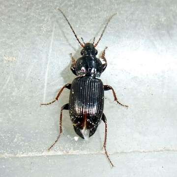 Image of Carabidae