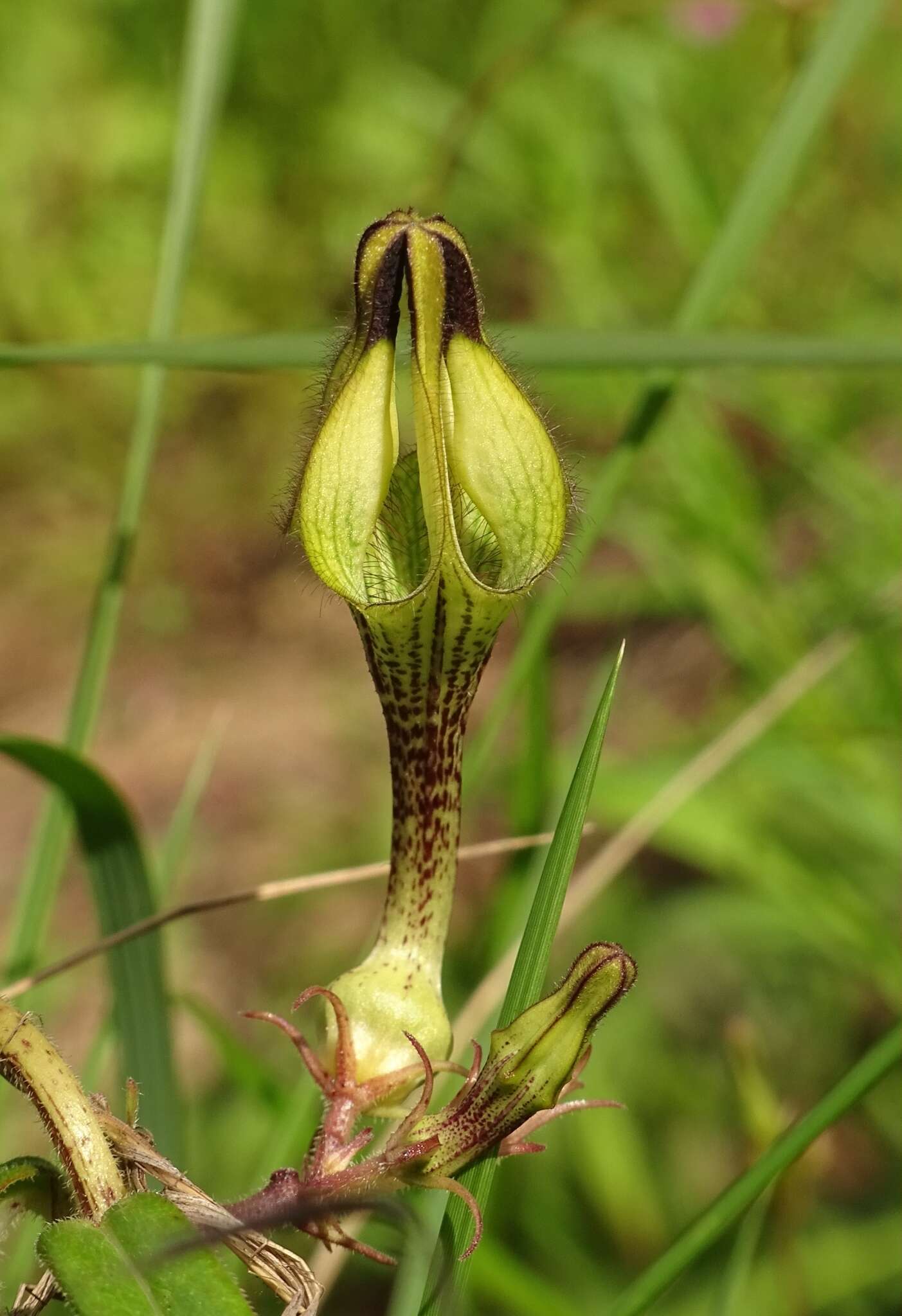 صورة Ceropegia hirsuta Wight & Arn.