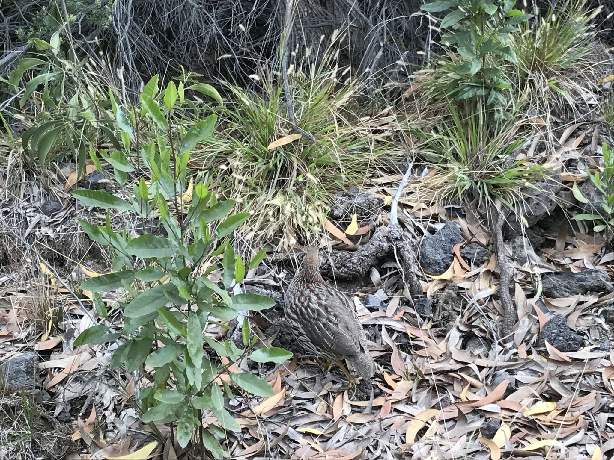 Image of Erckel's Francolin