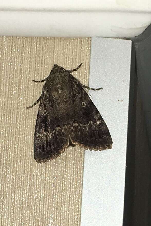 Image of copper underwing